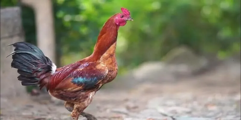 Chính sách KUBET bảo mật