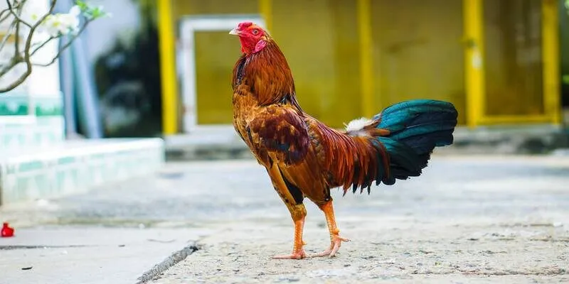 Đá gà ăn tiền KUBET chơi là ăn tiền liền