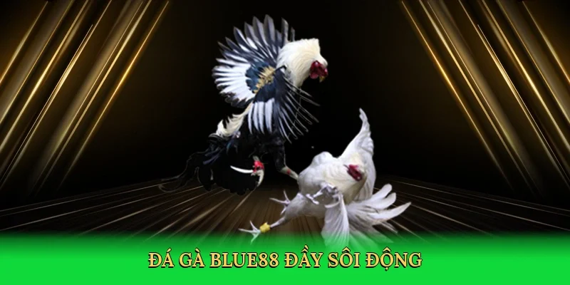 Đá gà BLUE88 đầy sôi động