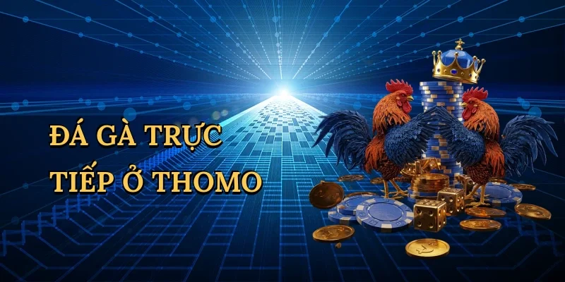 Đá gà trực tiếp ở Thomo