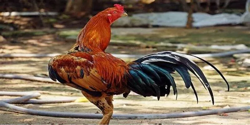 Kinh nghiệm để bắt kèo