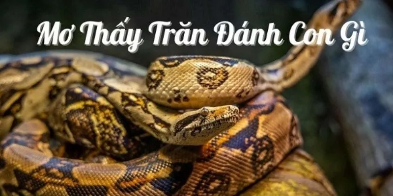 Nằm mơ thấy trăn đánh số gì để trúng lớn trong lô đề?