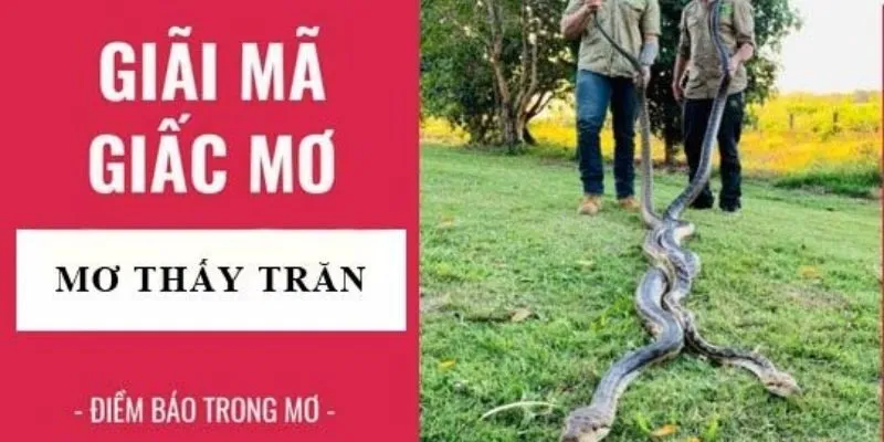 Nằm Mơ Thấy Trăn Đánh Số Gì? Sky88 Bật Mí Con Số May Mắn