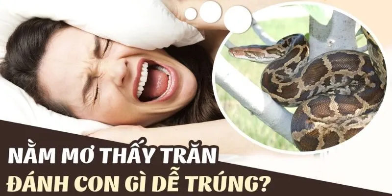 Tổng hợp các cặp số nên chọn khi nằm mơ thấy trăn