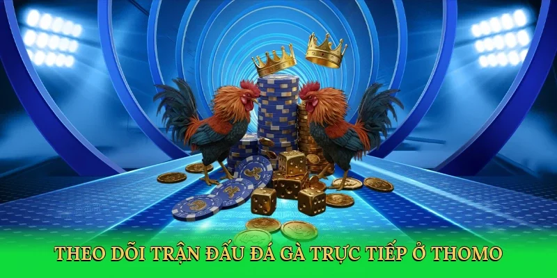 Theo dõi trận đấu đá gà trực tiếp ở Thomo