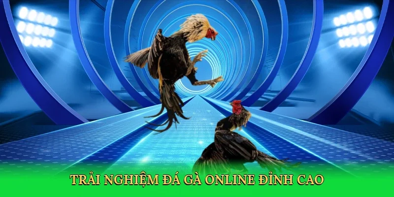 Trải nghiệm đá gà online đỉnh cao