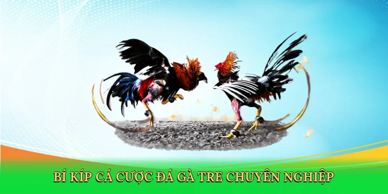 Bí kíp cá cược đá gà tre chuyên nghiệp