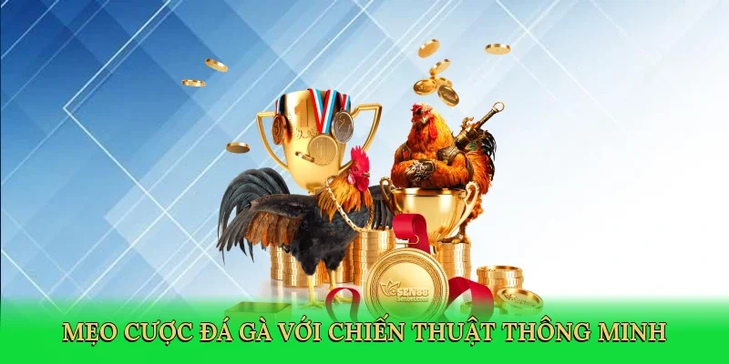 Mẹo cược đá gà với chiến thuật thông minh