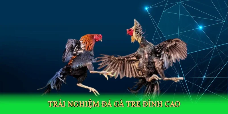 Trải nghiệm đá gà tre đỉnh cao